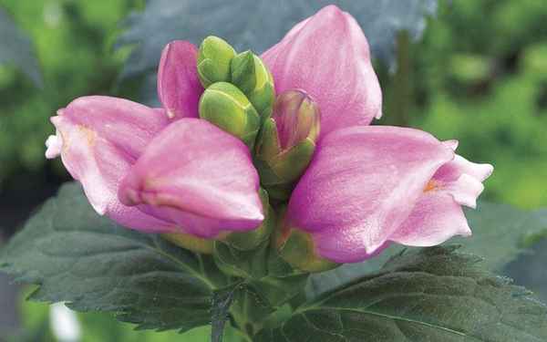 Хелоне: посадка и уход в открытом грунте, фото, виды, размножение