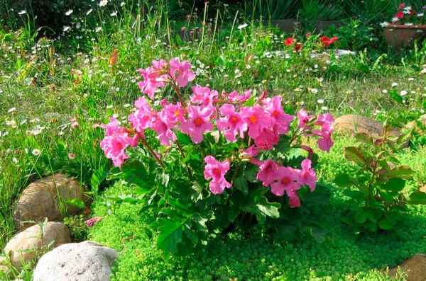 Инкарвиллея: посадка и уход, фото, выращивание в открытом грунте