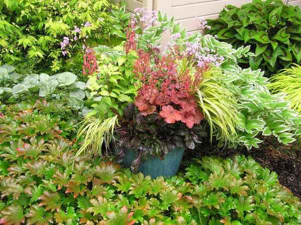 Мукдения карасуба: посадка и уход, фото, зимостойкость, размножение