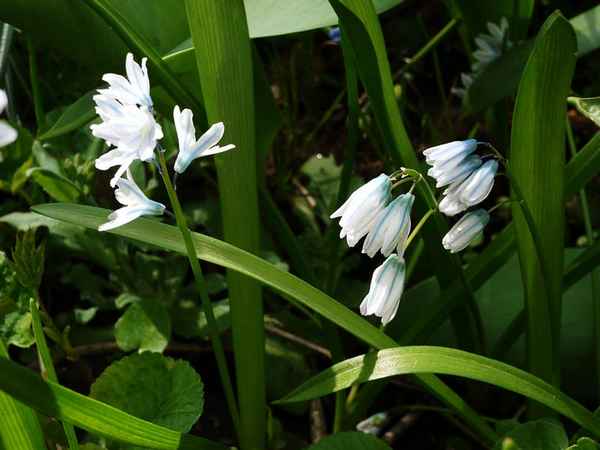 Пушкиния: посадка и уход в открытом грунте, фото, выращивание и размножение