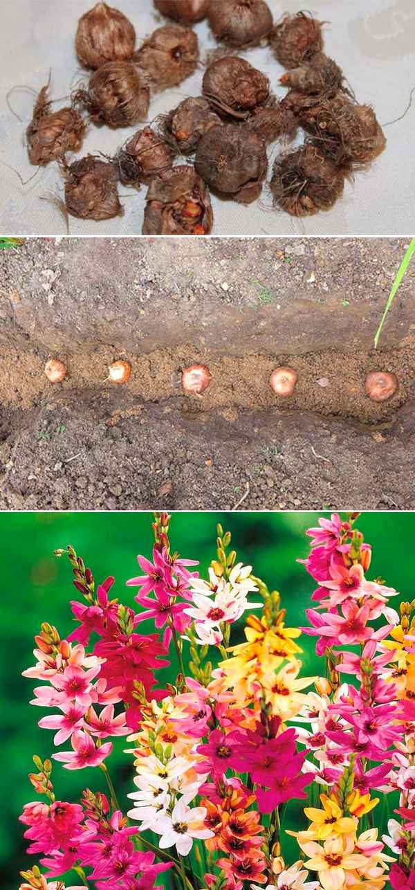 Иксия - посадка и уход, выращивание в открытом грунте, фото, сорта, размножение