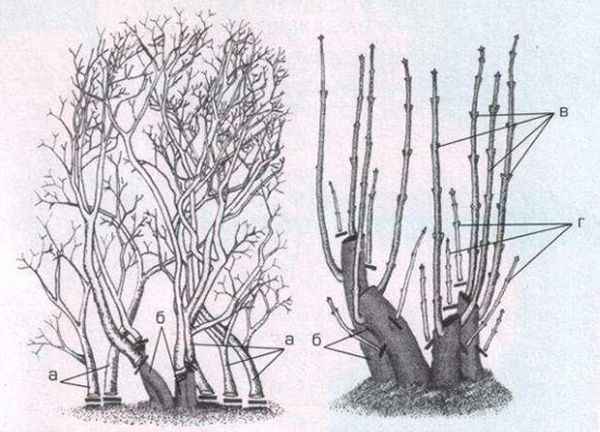 Обрезка сирени осенью - омоложение старого куста (схема для начинающих, видео и фото)