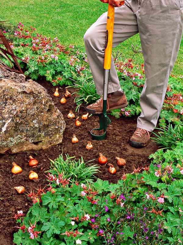 Какие цветы сажать осенью на участке: список с фото и описание