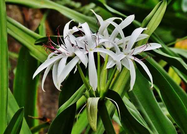 Кринум садовый посадка и уход в открытом грунте, фото