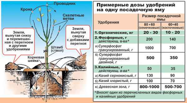 Подкормка вишни осенью: основные правила внесения удобрений (видео)