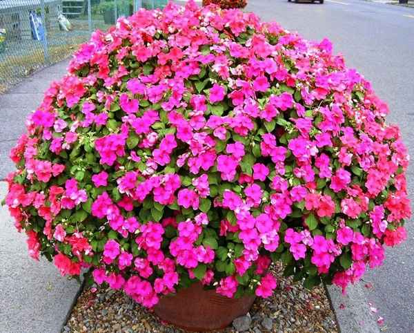 Импатиенс ампельный: посадка и уход в открытом грунте, сорта, фото