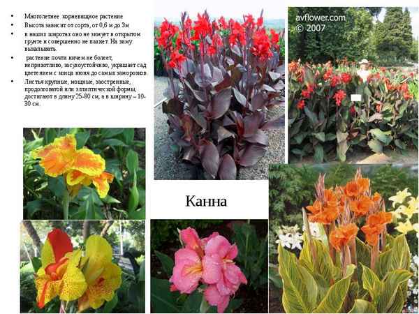 Многолетники зимующие в открытом грунте - каталог с фото и названиями