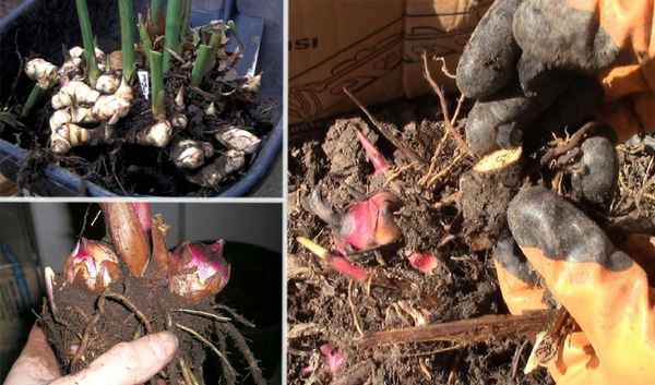 Хранение канн зимой в домашних условиях: температура, условия, когда выкапывать