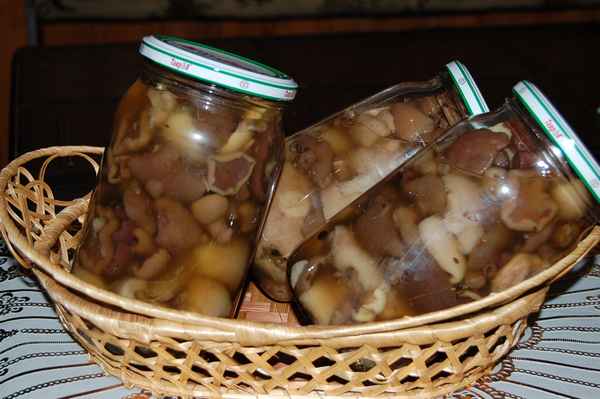 Заготовка маслят на зиму - лучшие рецепты с фото