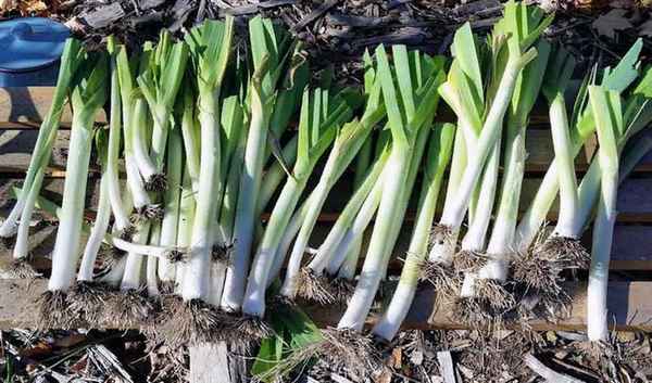 Лук-порей: уборка урожая и хранение на зиму