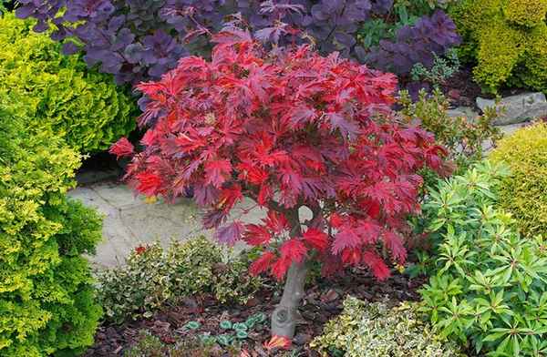 Японский клен: посадка и уход в открытом грунте, фото