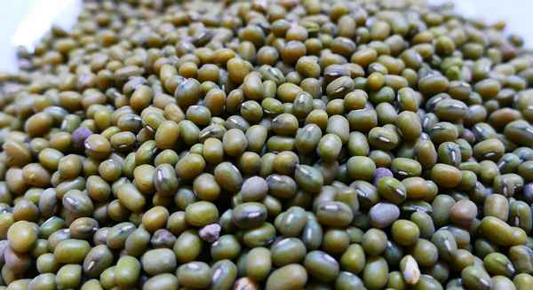 Как вырастить маш (бобы мунг) на даче: посадка и уход, фото