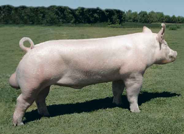 Порода свиней Йоркшир: фото, хаpaктеристика, описание, отзывы