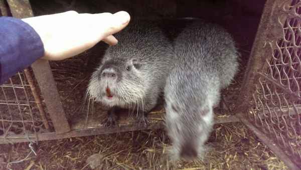 Нутрии — фото животного, разведение и содержание в домашних условиях для начинающих