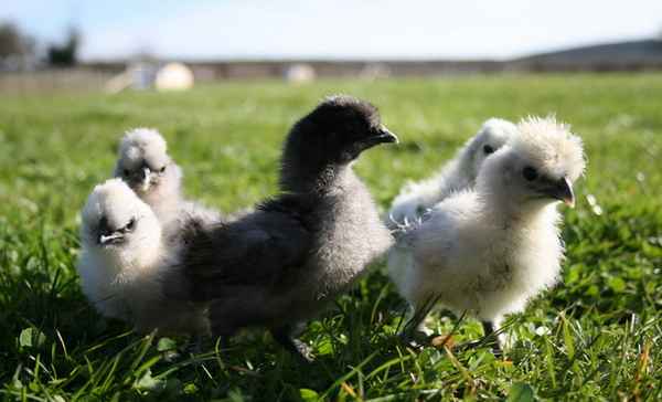 Китайская шелковая курица: описание породы, содержание и разведение, фото