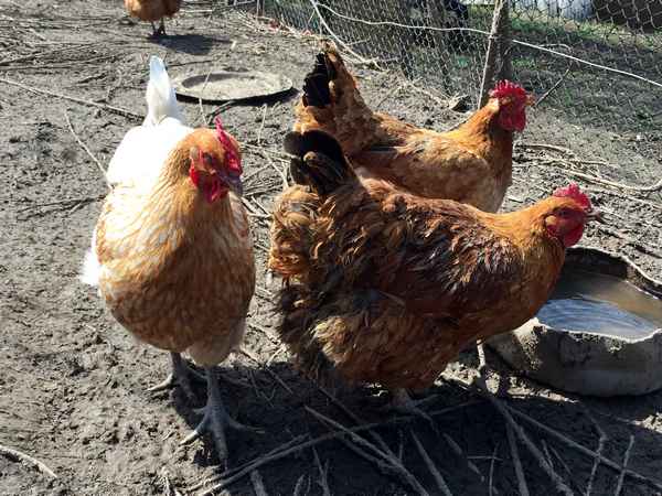 Куры Фокси Чик: описание породы, разведение, содержание, отзывы и фото