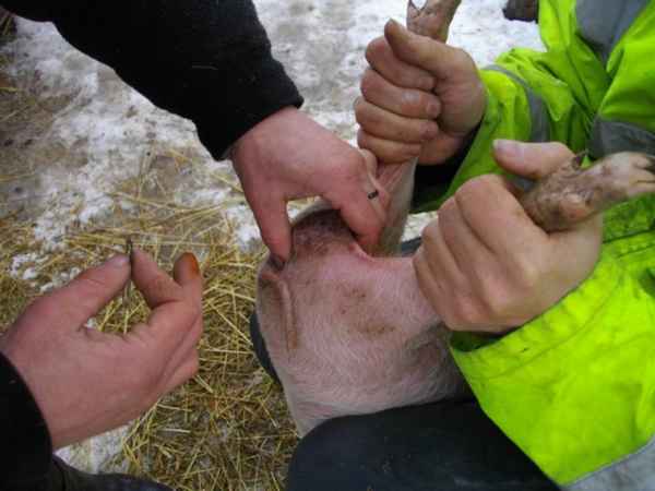 Кастрация поросят: зачем и в каком возрасте, подготовка и видео