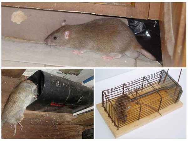 Как избавиться от крыс в курятнике - 5 лучших способов