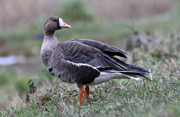 Белолобый гусь - фото и описание, где обитает