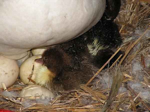 Сколько дней сидит утка на яйцах и как посадить утку на яйца насильно + фото