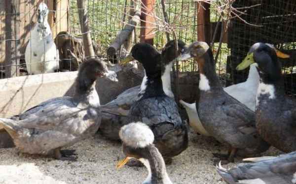 Утка Фаворит - фото и описание породы, разведения в домашних условиях гoлyбого Фаворита, отзывы