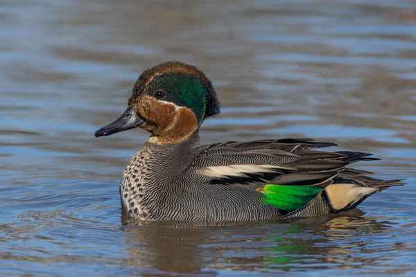 Утка чирок: фото и описание, виды