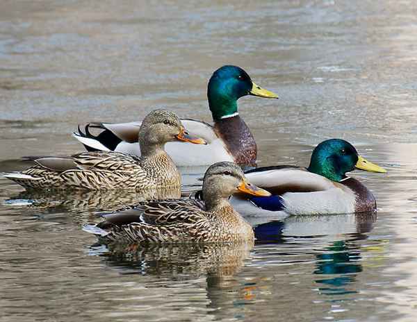 Утка кряква - фото, описание, среда обитания
