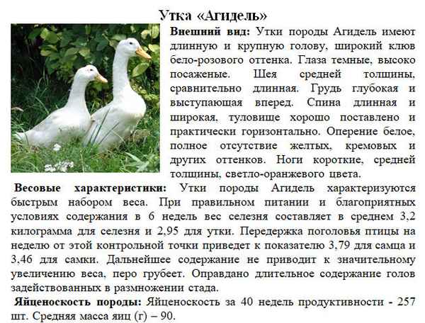 Утка агидель: фото и описание породы, хаpaктеристика и выращивание в домашних условиях, отзывы