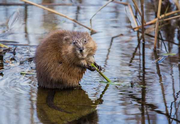 Ондатра - фото животного, кто это такая, чем питается, как выглядит и можно ли есть ондатру