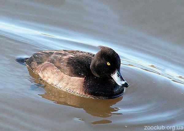 Утка чернеть хохлатая и морская - фото, описание, места обитания, различия