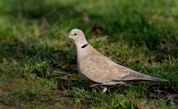 Горлица - фото птицы, описание кольчатой и обыкновенной горлицы