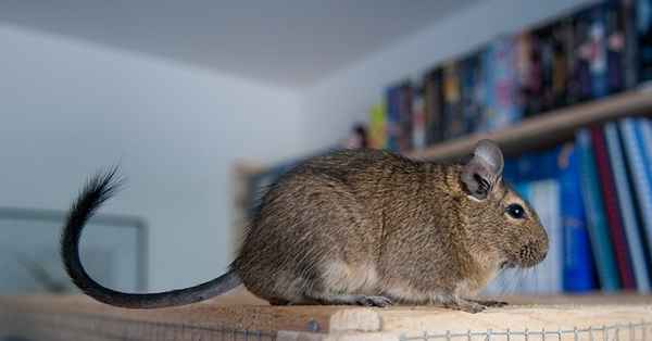 Чилийская белка дегу - фото, описание, особенности содержания в домашних условиях + видео