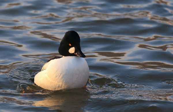 Утка гоголь - описание породы, фото, места обитания