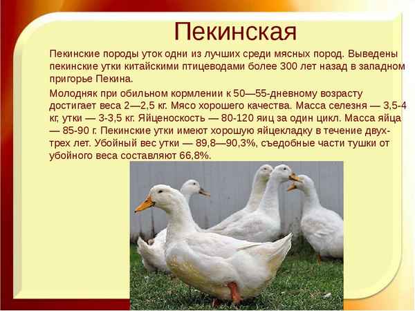 Пекинские утки: описание породы, фото, разведение и выращивание в домашних условиях, отзывы