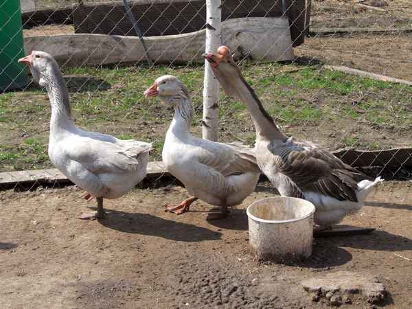 Гуси холмогорской породы - фото и описание, выращивание, содержание гусей