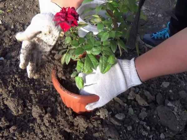 Роза кордана микс - как ухаживать после покупки в домашних условиях и можно ли высаживать в открытый грунт (фото)