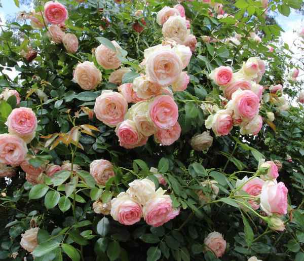 Роза Пьер де Ронсар (Pierre de Ronsard) - фото и описание