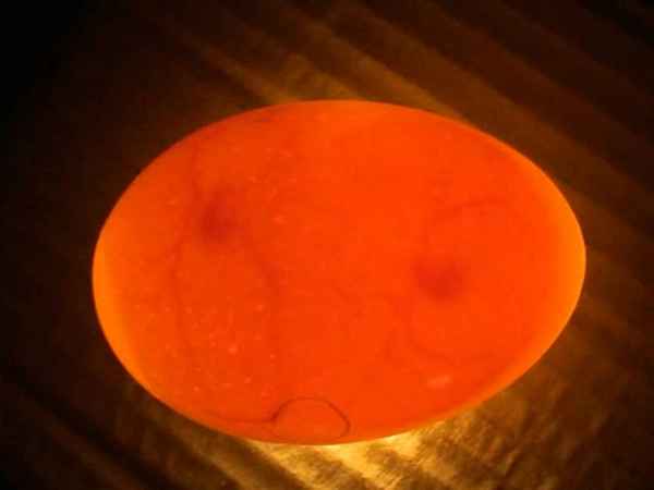 Овоскопирование гусиных яиц по дням в домашних условиях - фото, видео, основные правила