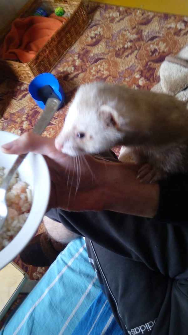 Хорек как домашнее животное: плюсы и минусы, сколько живет и чем кормить хорька в домашних условиях (фото)Особенности содержания домашнего хорька