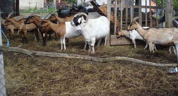 Содержание и разведение коз в домашних условиях для начинающих (видео)Содержание коз: азы для новичков