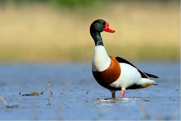 Утка пеганка (атайка) - фото и описание породы, можно ли содержать в домашних условияхЧто за птица утка пеганка (атайка)? Описание, разведение