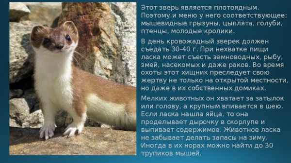 Ласка - фото и описание животного, как выглядит и чем питается зверек Ласка – дерзкий хищник или домашнее животное?