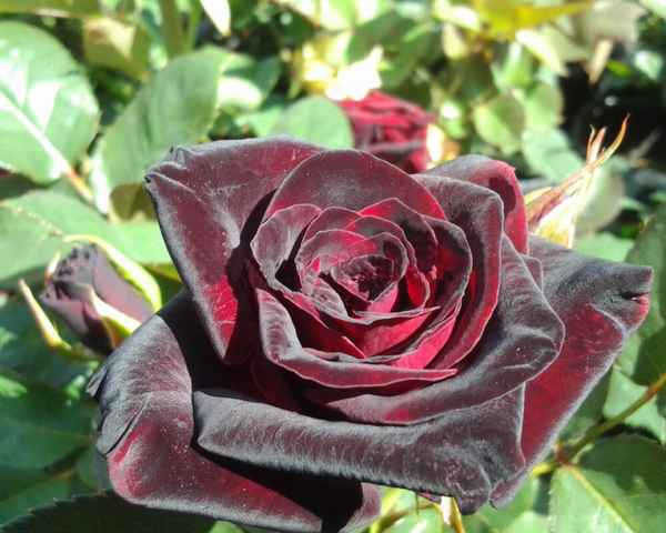 Роза Черная магия (блэк меджик) - фото и описание сорта, отзывы о цветке, уходРоза под названием Черная (блэк) магия (мэджик) – волшебство в вашем саду