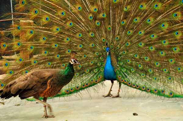 Павлин - фото птицы, где живут, какие бывают павлины и летают ли они Описание и разновидности павлинов: фото, особенности и повадки