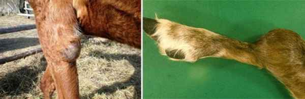 Бруцеллез у животных (крс): что это, симптомы и опасность для человека, лечение, диагностикаБруцеллез у человека и животных: этиология, признаки, профилактика