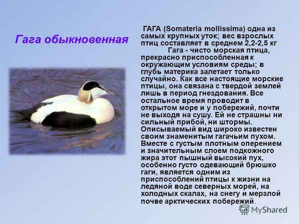 Гага птица - фото и описание, образ жизни и среда обитания