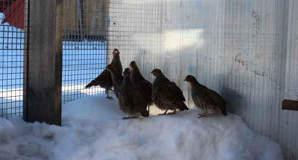 Куропатка - фото и описание птицы, разведение и содержание в домашних условияхРазведение и содержание куропаток в домашних хозяйствах