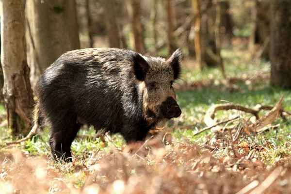 Вепрь - фото животного, описание, образ жизни и места обитания Животное, которое называют вепрем – свирепый обитатель наших лесов