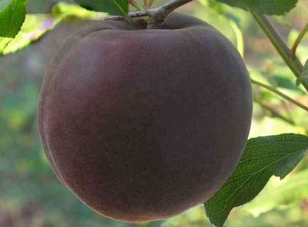 Абрикос Чёрный бархат — фото и описание сорта, достоинства и недостатки гибрида