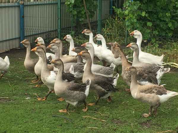 Лучшие породы гусей для домашнего содержания с названием, описанием, фото и отзывами